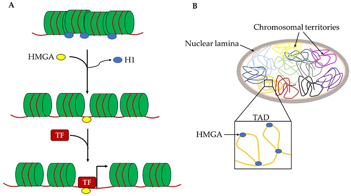 Model of HMGA1 loosening chromatin for gene expression