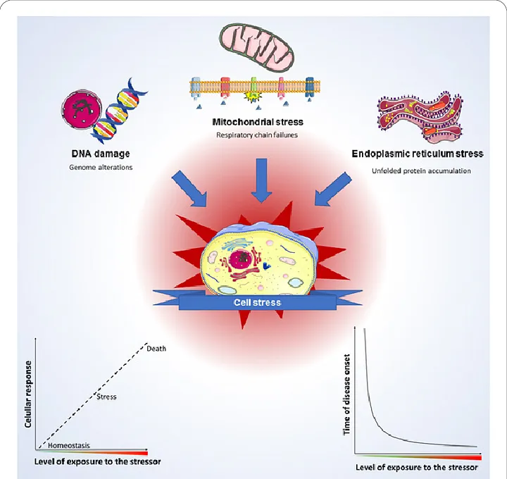 What stress does to the cell