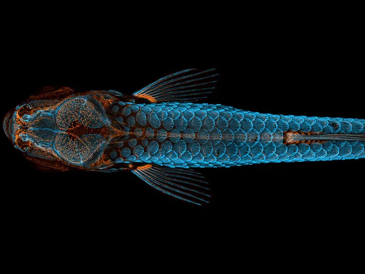 Zebrafish: Dorsal view